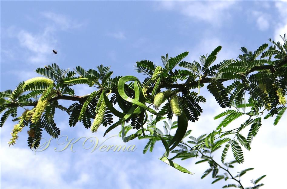  Leafy shoot with inflorescences and legumes